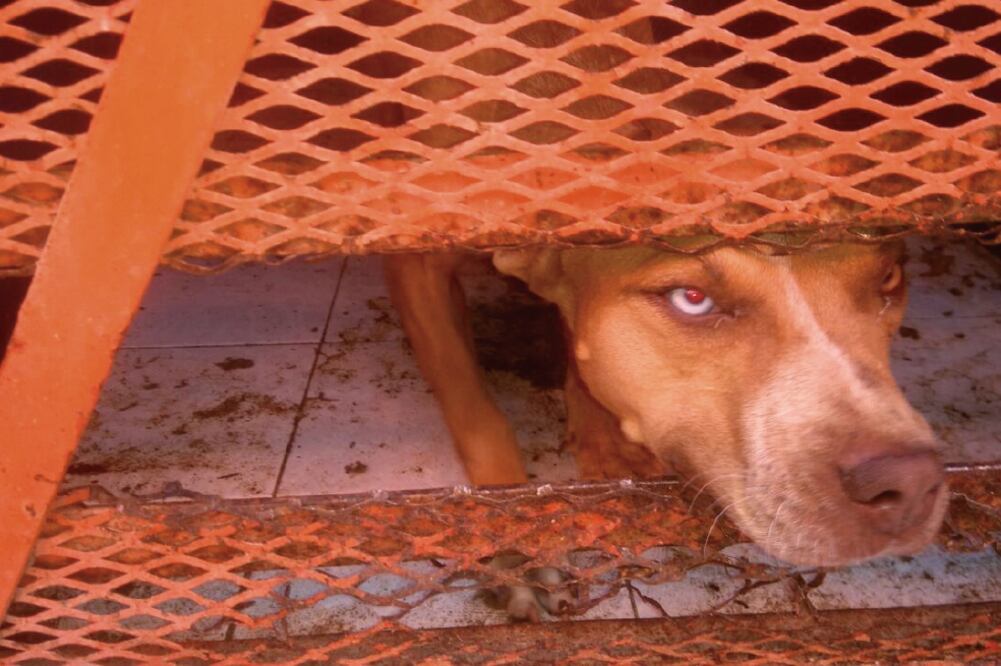 Defensoras de animales dicen que en el Centro de Control Canino de Torreón el excremento y los orines de los animales escurren de las corraletas (ESPECIAL)