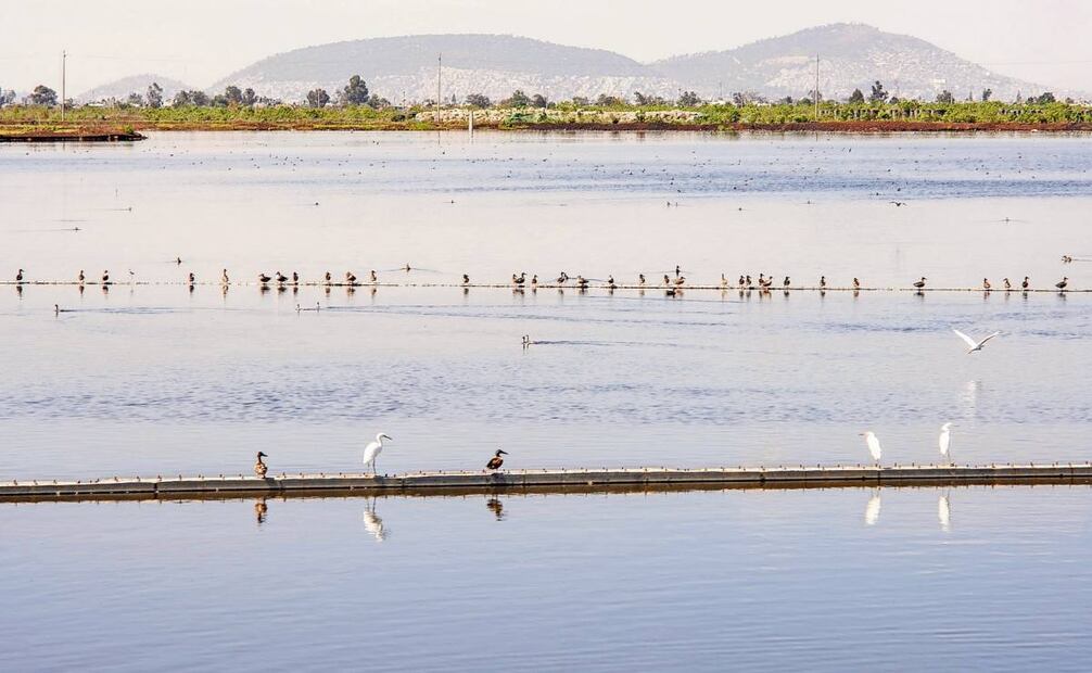Hasta el momento en el lago se tienen registradas 270 especies de aves, de ellas 10 son nuevas. Foto: Osmar Alvarado y Especial