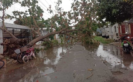 Tormenta y fuertes vientos provocan afectaciones en Mérida, Yucatán; reportan cortes de energía y cerca de 20 árboles caídos