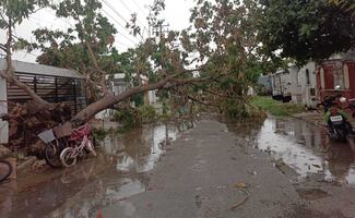 Tormenta y fuertes vientos provocan afectaciones en Mérida, Yucatán; reportan cortes de energía y cerca de 20 árboles caídos