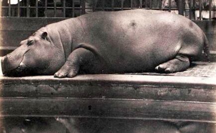 Muere atropellado hipopótamo que escapó de rancho en Puebla