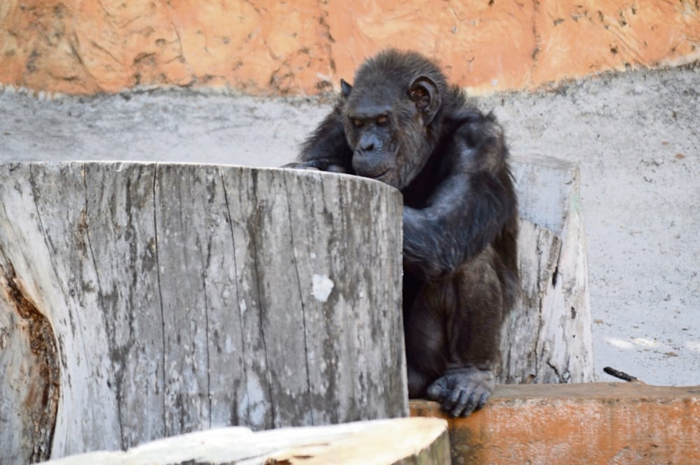 'Chucho-Chucho'. De la pantalla grande al zoo