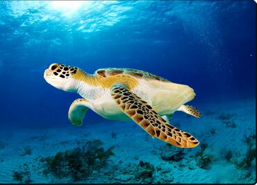 Rechaza Semarnat proyecto "La Calma", en Xcacel-Xcacelito de Quintana Roo