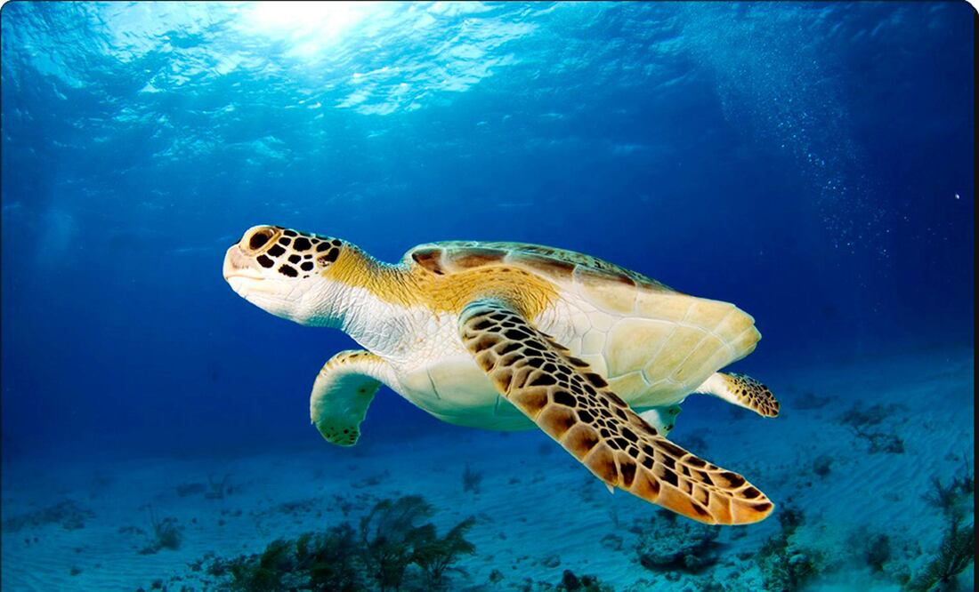 Foto: Cortesía de la Conanp