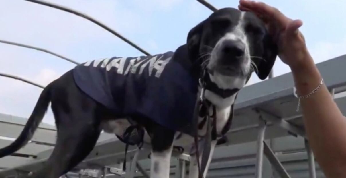 Video. Así desfiló Nerón, el perro rescatado por la Marina en Tabasco