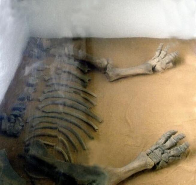 La estación del Metro que puede presumir un mamut