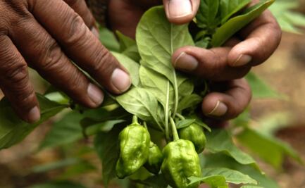 PT busca que mujeres sean propietarias de la tierra que trabajan