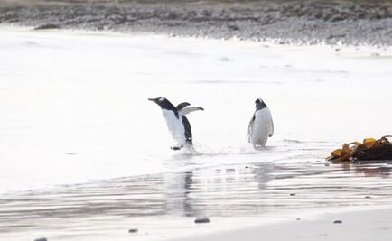 Video. Pingüino bebé le teme al agua fría