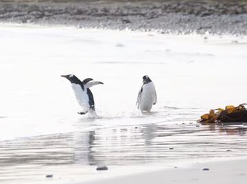 Video. Pingüino bebé le teme al agua fría