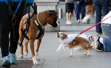 Morena va por que mascotas puedan por ley heredar bienes