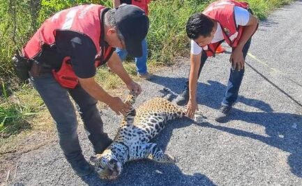 Atropellan a jaguar en carretera de Tamaulipas