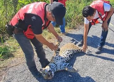 Atropellan a jaguar en carretera de Tamaulipas