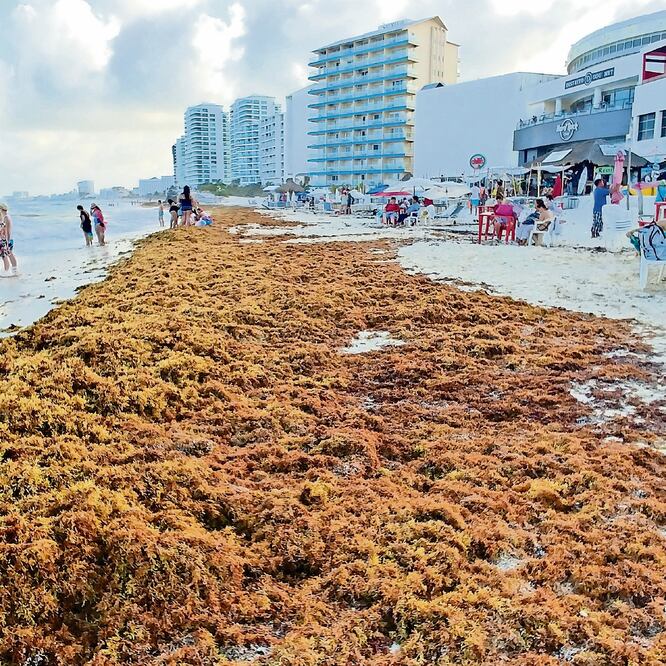 En la playa del Forum, en Punta Cancún, una barrera de sargazo divide la zona de playa donde los turistas toman el sol. Los visitantes afirman que el olor de la macroalga es desagradable. FOTO: ADRIANA VARILLAS. EL UNIVERSAL