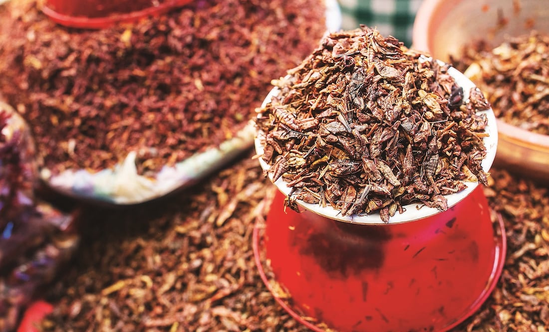 Los chapulines son algunos de los insectos benéficos para la salud / Foto: El Universal