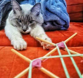 Lugares donde adoran a su Majestad el gato