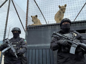 Tras denuncias, policía asegura predio con leones maltratados