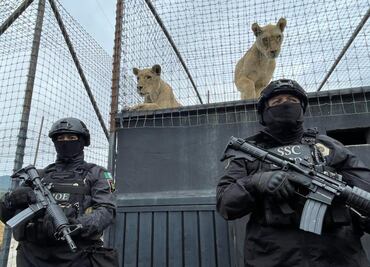 Tras denuncias, policía asegura predio con leones maltratados