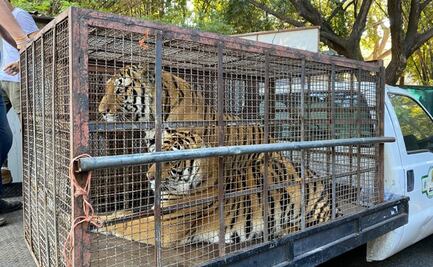 Resguardan dos tigres de bengala y una leona africana; estaban en rancho de Navojoa