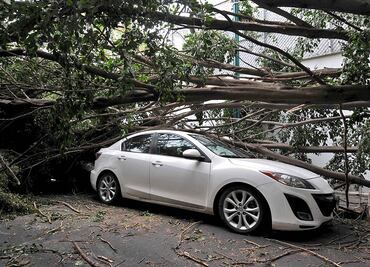 Llega a mil 35 la cifra de árboles caídos en la CDMX