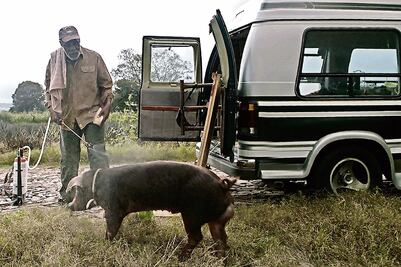 Mr. Pig hace nueva parada