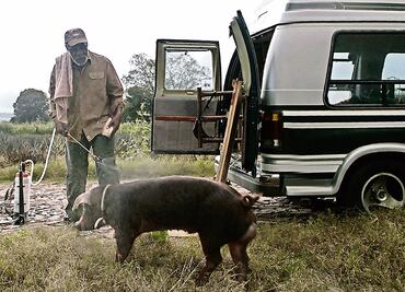 Mr. Pig hace nueva parada