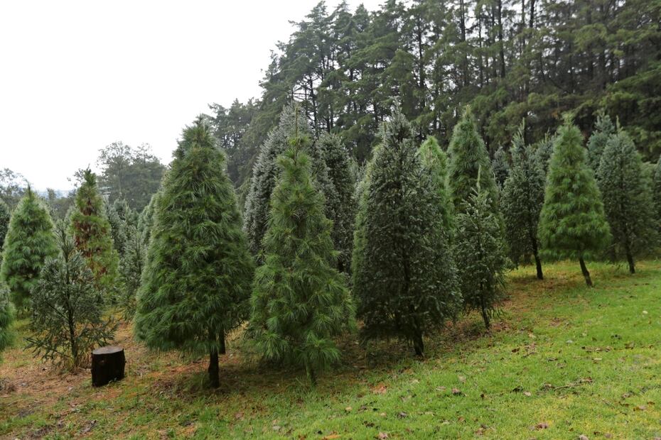 Árbol de Navidad y otras plantas navideñas que pueden atraer plagas. Foto: Archivo / EL UNIVERSAL