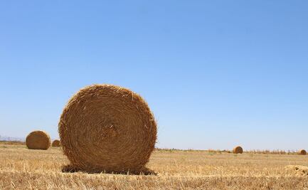 Regenerar la tierra para alimentar el futuro 