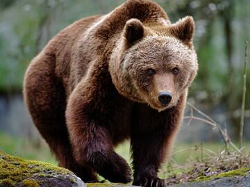 Osa parda hiere a hombre mientras recogía setas en bosque de Eslovaquia; reportan aumento de ataques de oso