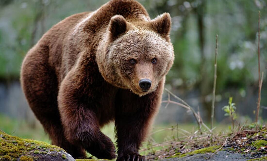 A principios de octubre, otro oso parto mató a un hombre de 63 años, que también buscaba setas, cerca de la localidad de Liptovský Mikuláš, al norte del país. Foto: IStock