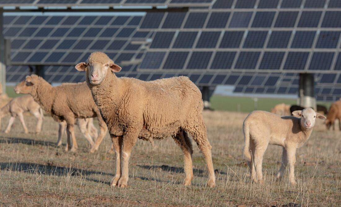 Volkswagen contrata 50 ovejas para "trabajar" en su planta de Chattanooga