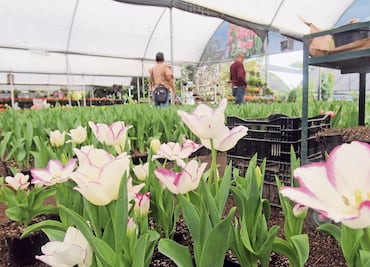 Revelan que Xochimilco lidera la producción de tulipanes holandeses en la Ciudad de México