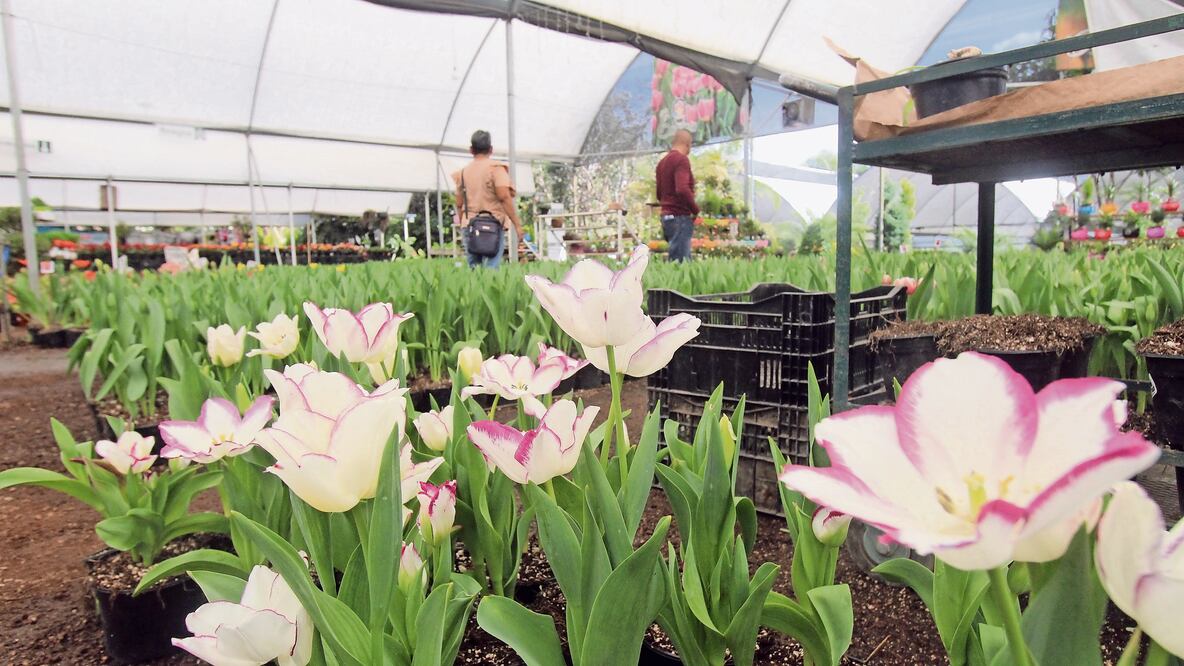María dice que en cada maceta se plantan tres bulbos. A partir de ahí, pasan hasta seis semanas para que empiece el proceso de floración. Foto: Omar Contreras
