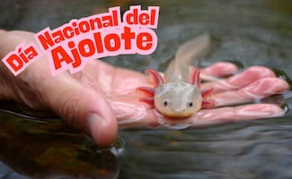 Día Nacional del Ajolote 2026; ¿cuál es su significado cultural y cómo ayudar a su preservación?