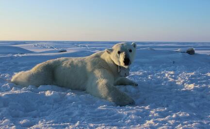 Osos polares, al borde de la extinción antes de 2100