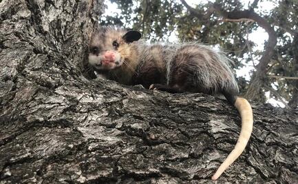 Joven busca a su peculiar mascota, un tlacuache desaparecido en Altamira, Tamaulipas