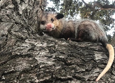 Joven busca a su peculiar mascota, un tlacuache desaparecido en Altamira, Tamaulipas