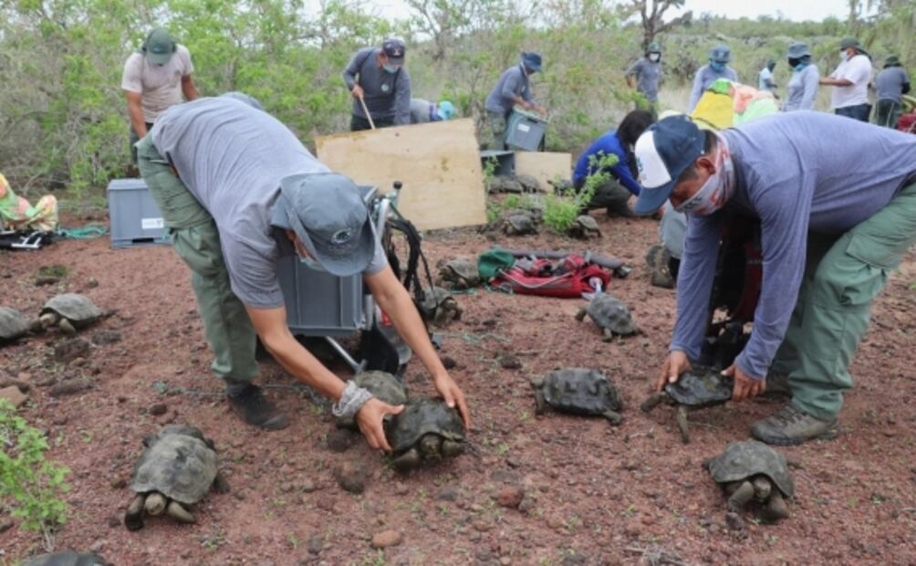 Liberan a 191 tortugas gigantes para restauración ecológica en el archipiélago de Galápagos