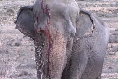 Muere un elefante en accidente de camión de circo en España