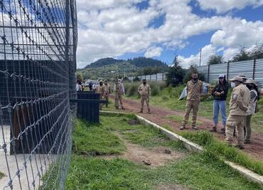 Llegan 5 felinos rescatados del santuario de Tlalpan al Zoológico de Zacango