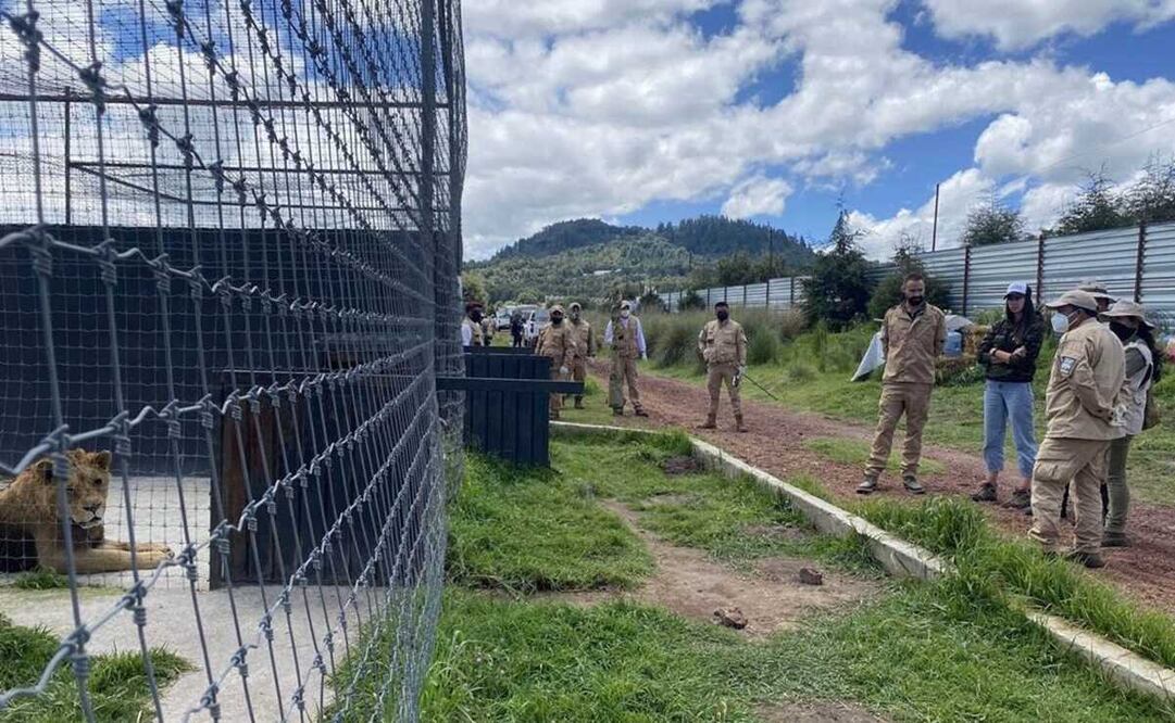 Llegada de cinco felinos al zoológico de Zacango provenientes de la Fundación Black Jaguar-White Tiger. Foto: Especial 