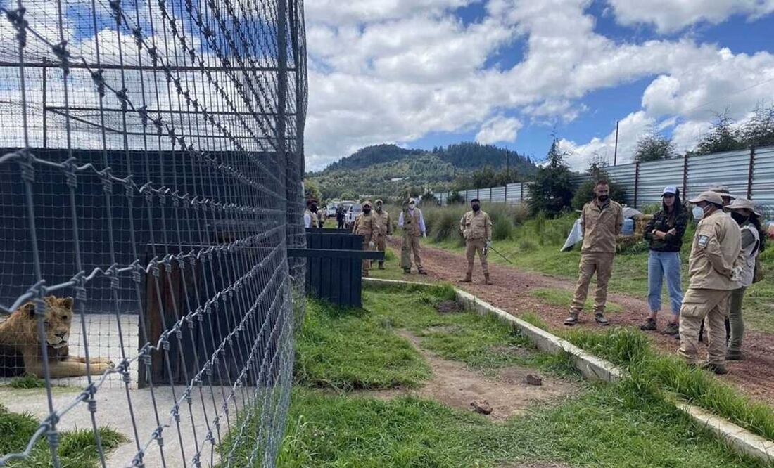 Llegada de cinco felinos al zoológico de Zacango provenientes de la Fundación Black Jaguar-White Tiger. Foto: Especial