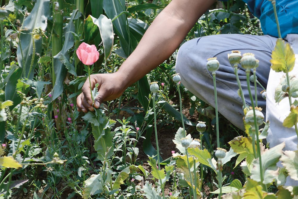 Los cultivadores siembran en lugares poco transitables por temor a que los sorprendan las autoridades o los detecten los helicópteros del Ejército (DASSAEV TÉLLEZ)