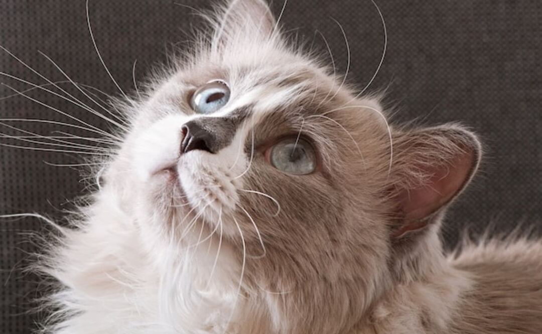 Las razas de gatos con pelo rizado más fascinantes. Fuente: Freepik.