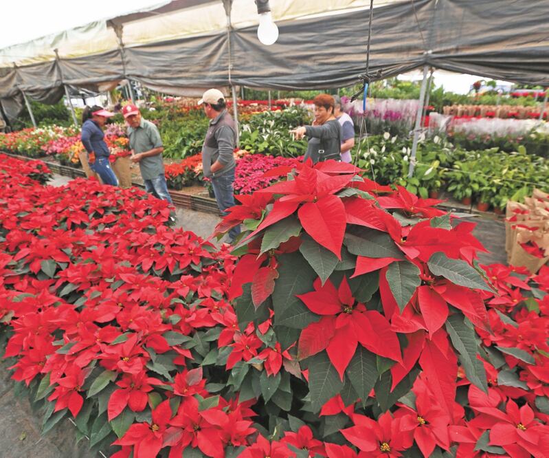 Las flores, que pueden ser las típicas rojas, blancas y hasta naranjas, son regadas dos veces al día y vitaminadas. Foto: JORGE ALVARADO. EL UNIVERSAL