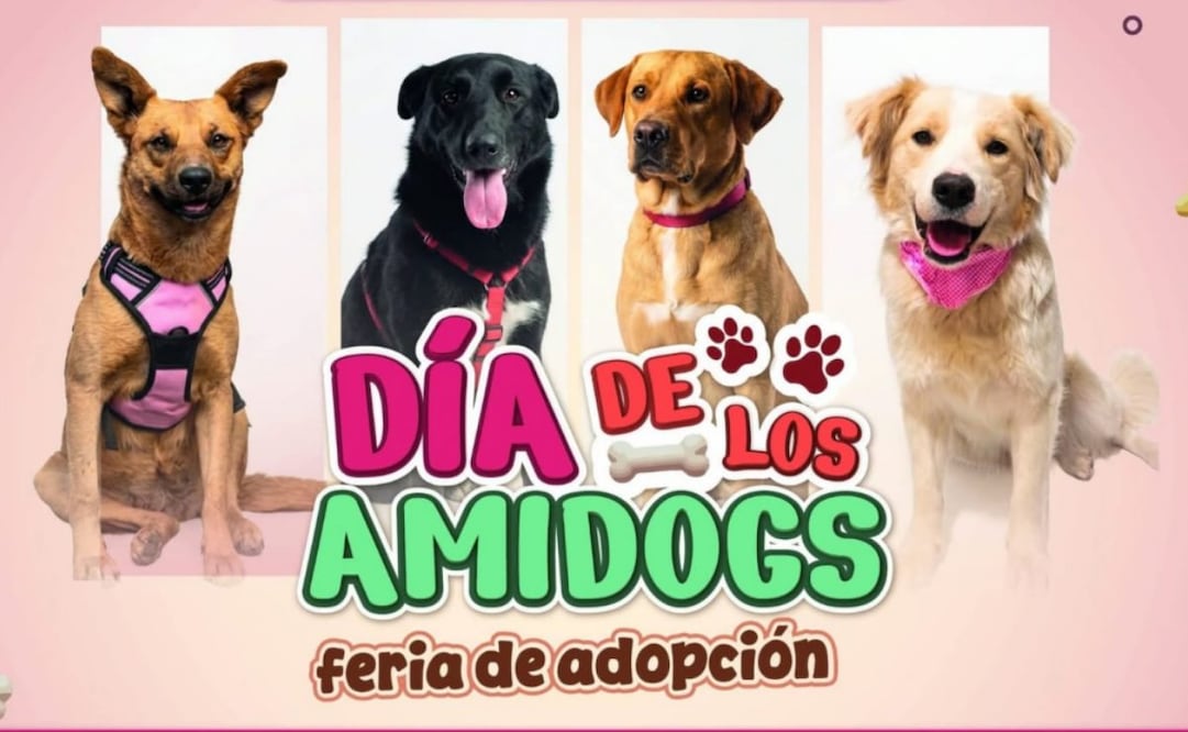 Perritos que fueron abandonados el pasado 12 de diciembre en la Basílica de Guadalupe podrán ser adoptados este domingo.
Foto: Especial.