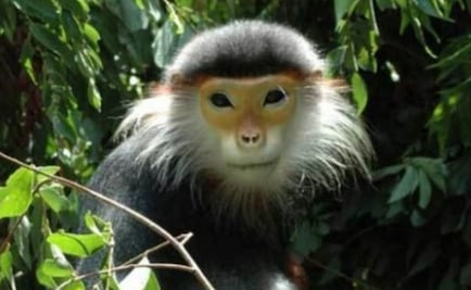 Arrestan a 6 vietnamitas por transmitir en Facebook cómo se comieron un mono 