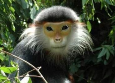 Arrestan a 6 vietnamitas por transmitir en Facebook cómo se comieron un mono