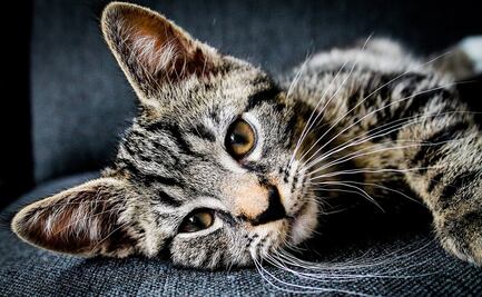 ¿Por qué no debes cortar los bigotes de tu gato?