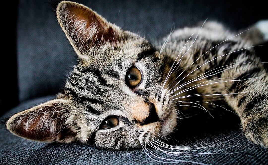 Conoce dónde y cuándo será el Miau Fest 2024. Foto: Pixabay