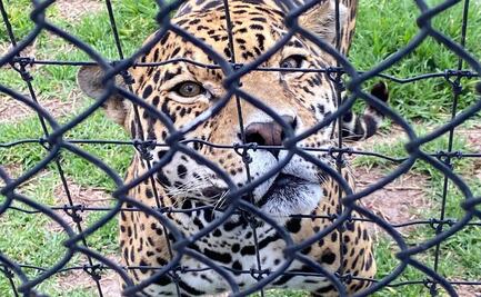 Jaguares rescatados de santuario y trasladados a Reino Animal, en Teotihuacán, presentan daño crónico en órganos 